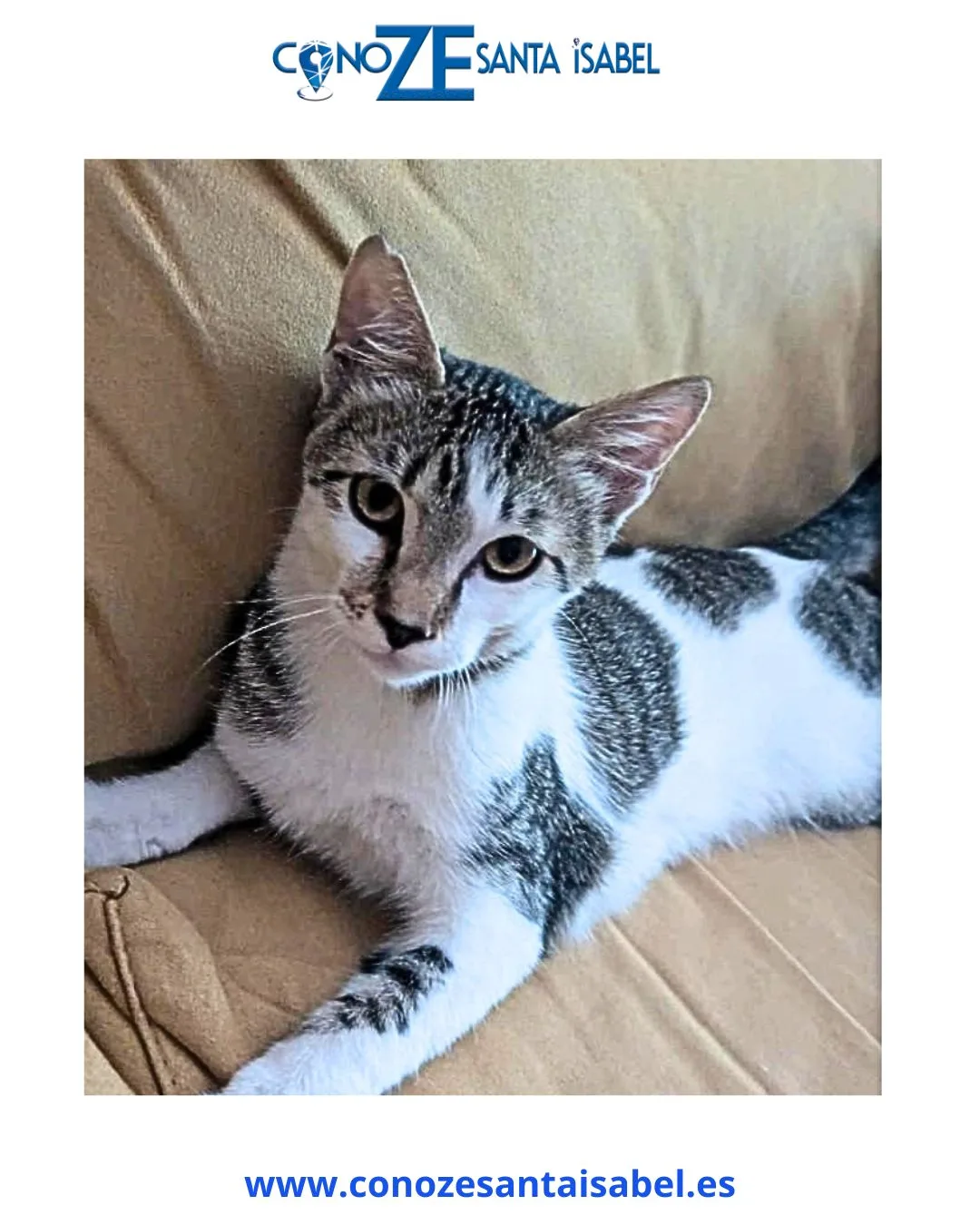 Gatito encontrado en el barrio