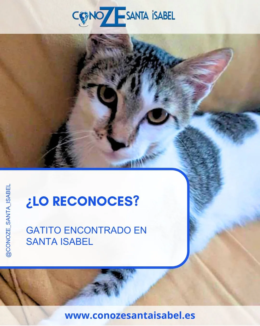 Gatito encontrado en el barrio